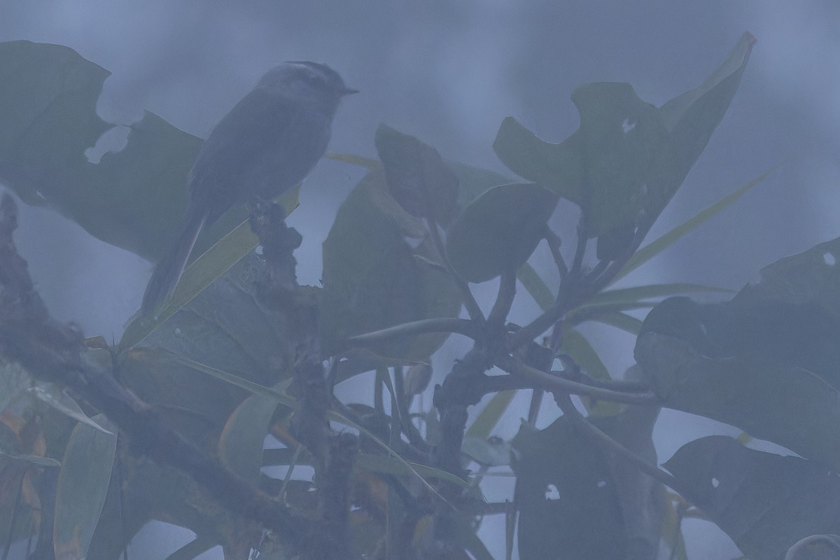 Unstreaked Tit-Tyrant - ML650808504