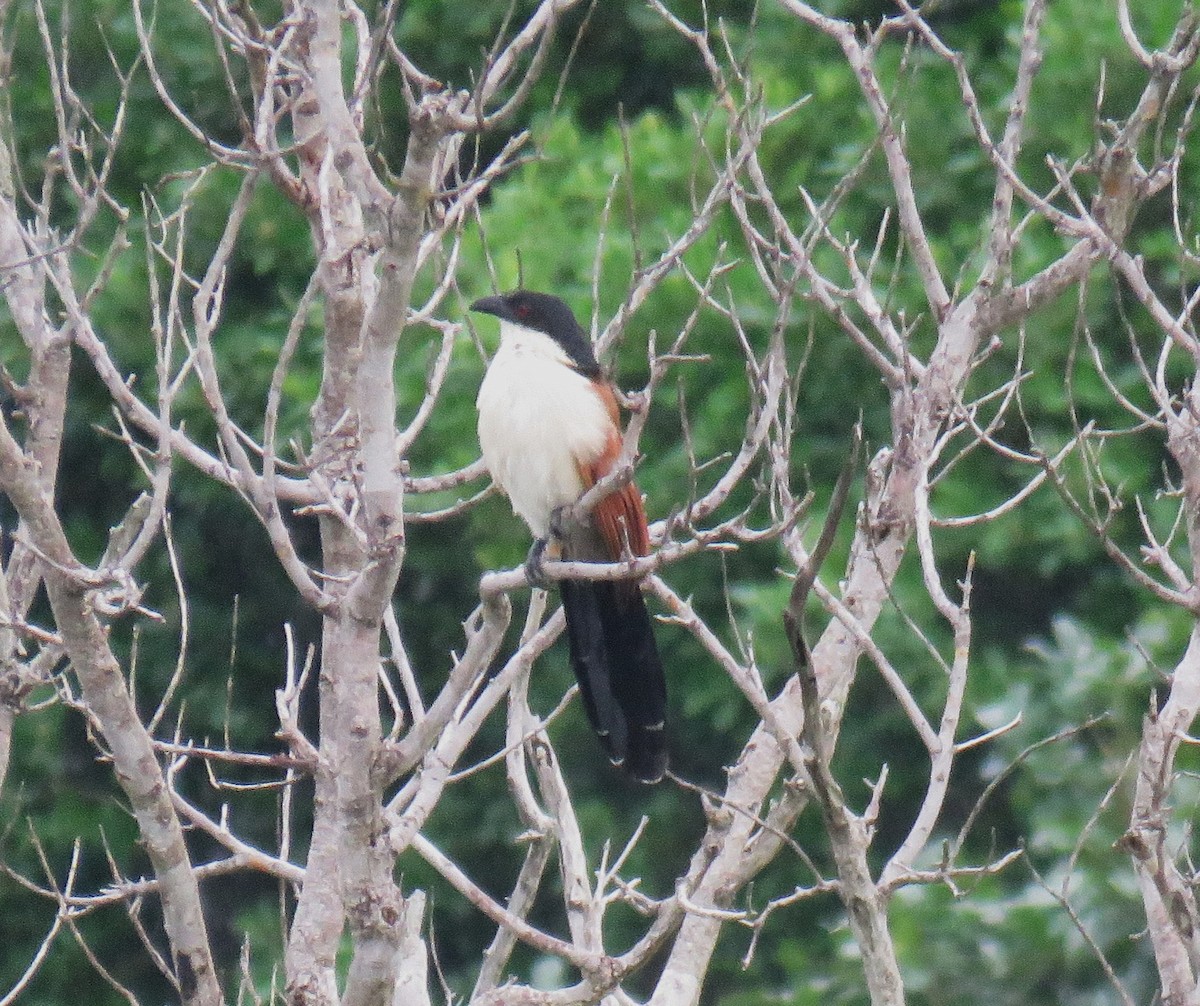 Burchell Kukalı - ML650808661