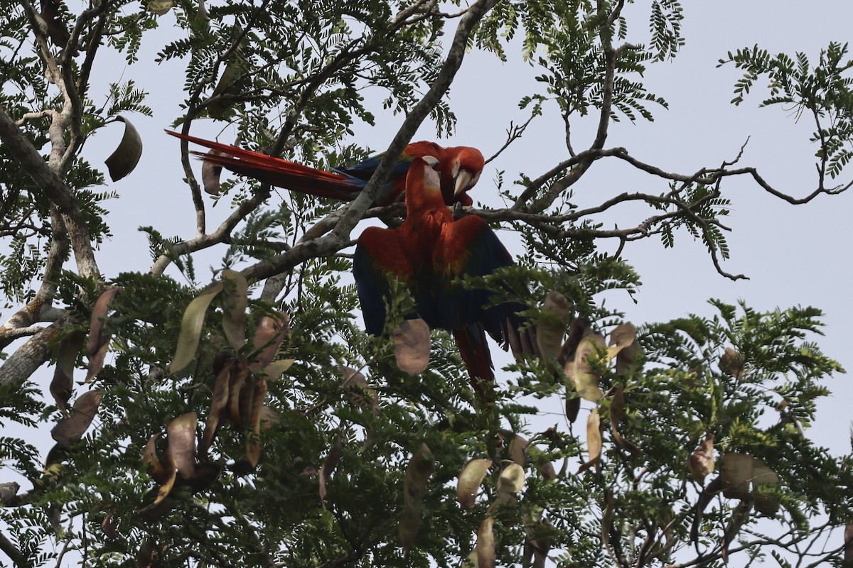 Scharlachara - ML650808739