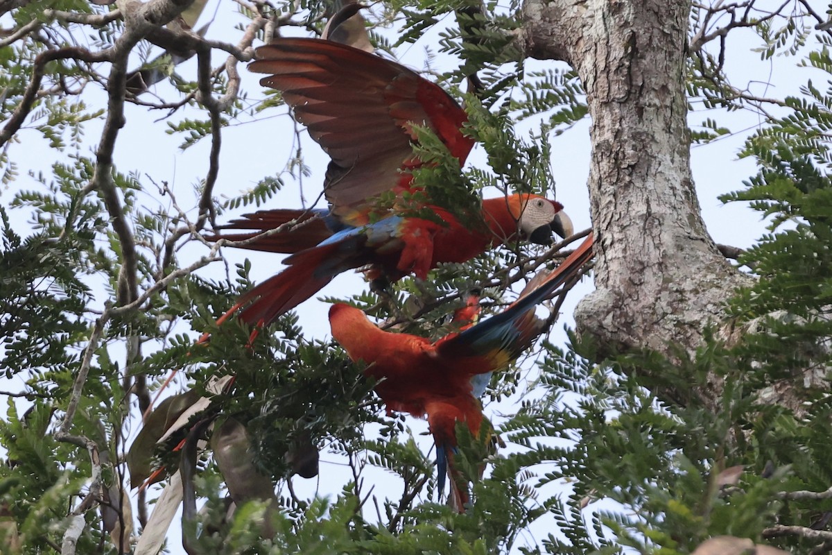 Scharlachara - ML650808740