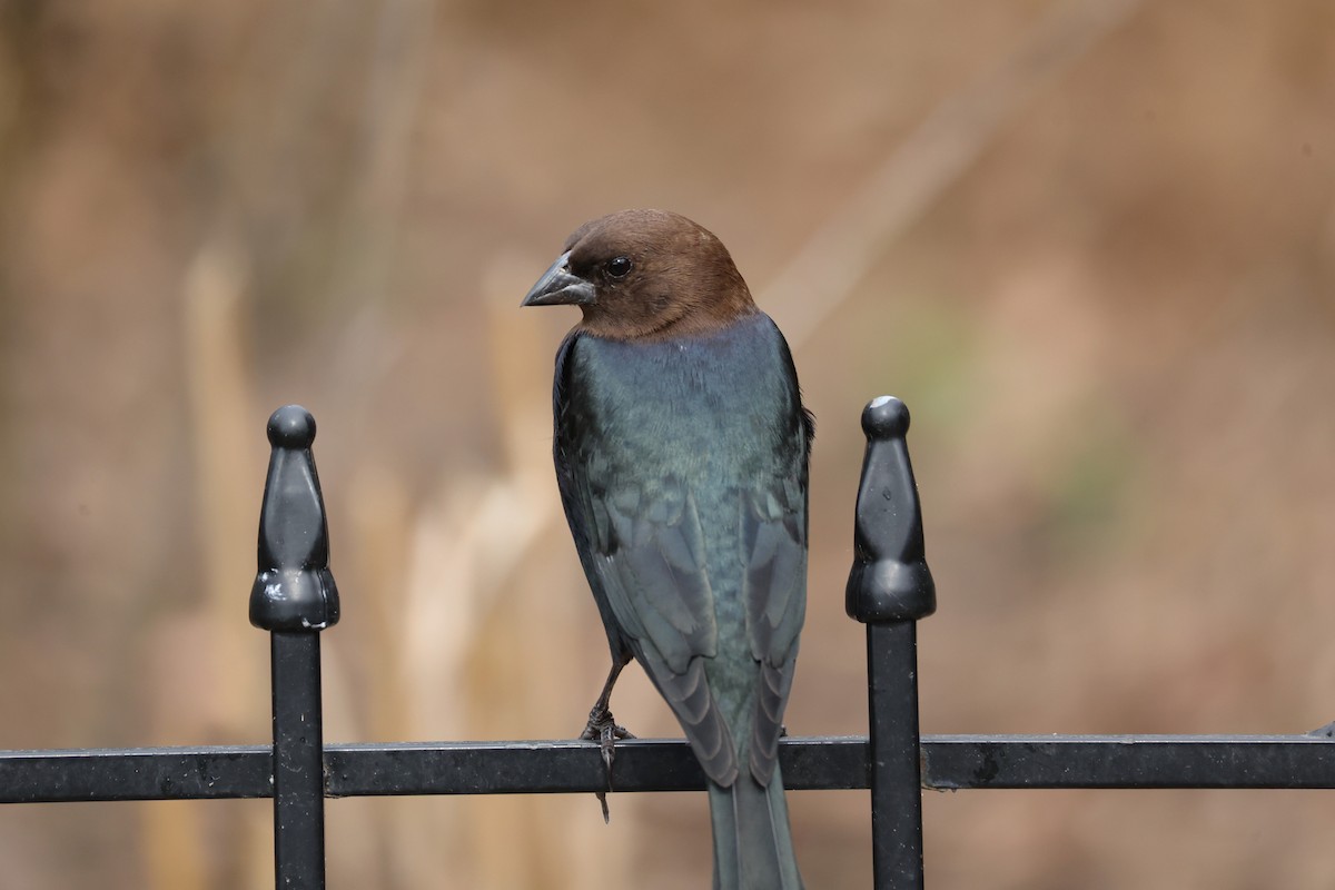 Brown-headed Cowbird - ML650808756