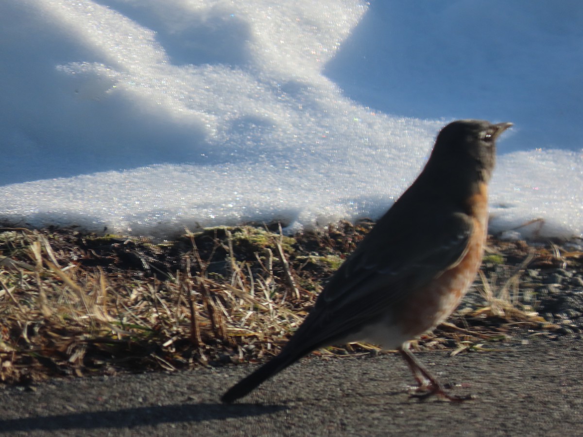 American Robin - ML650809195
