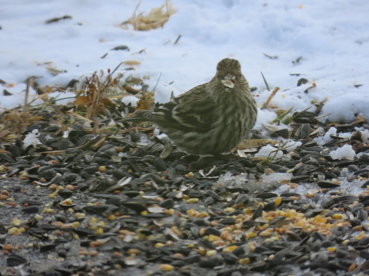 Pine Siskin - ML650809283