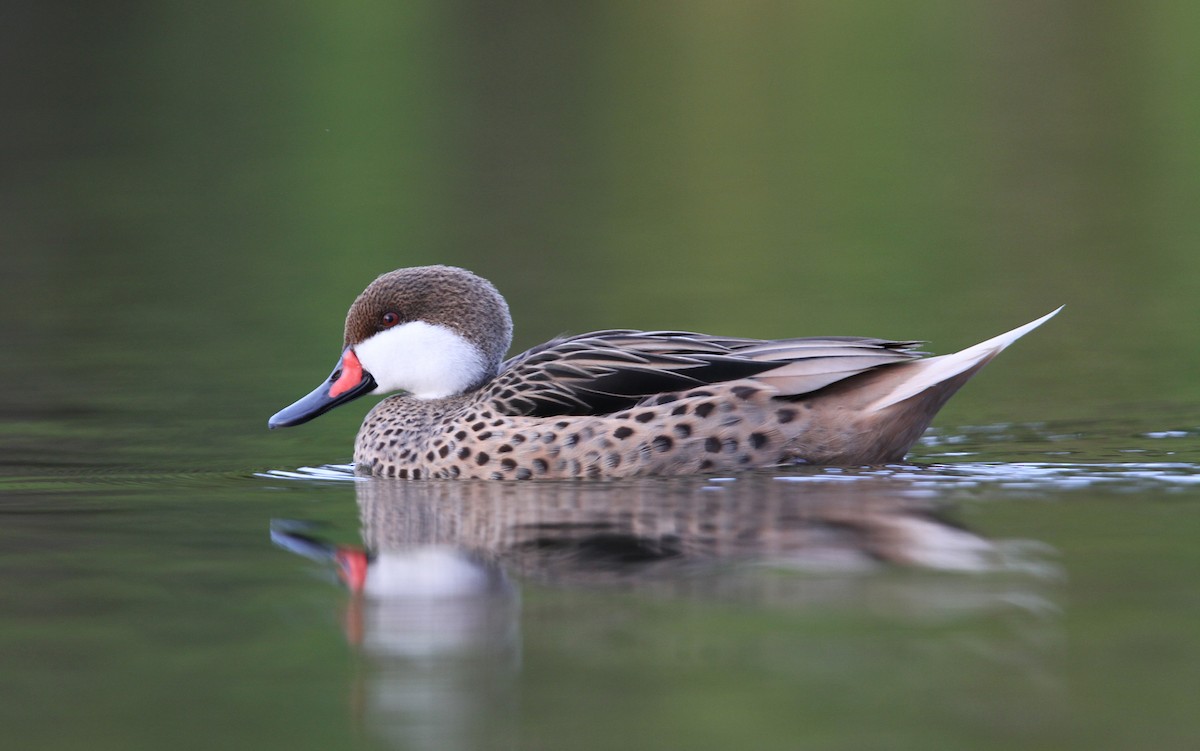 White-cheeked Pintail - Christoph Moning