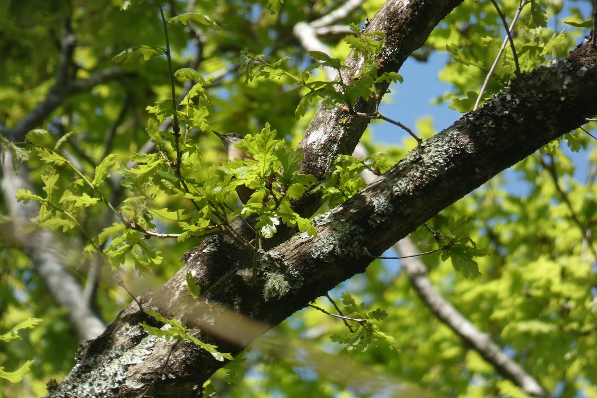 Garrapo eurasiarra - ML650810357