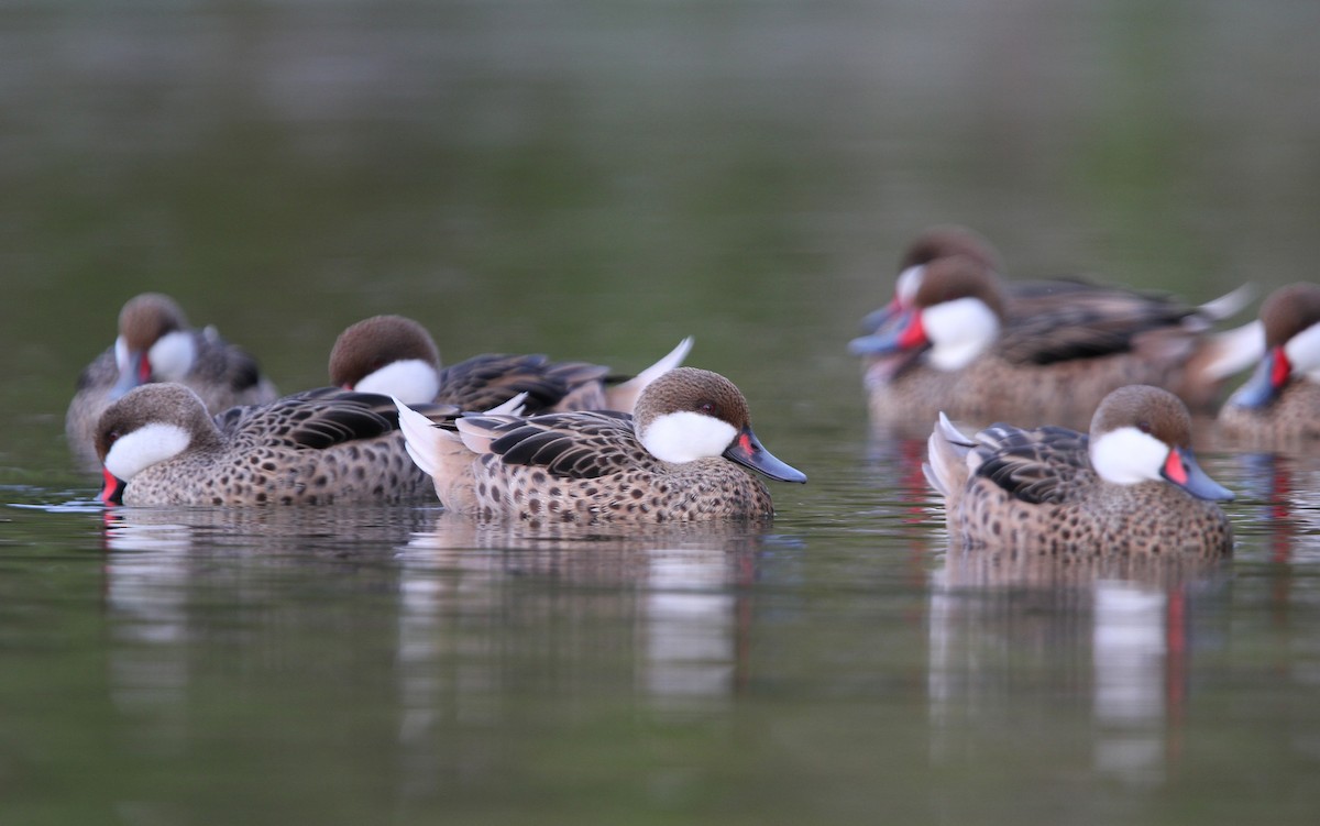 White-cheeked Pintail - Christoph Moning