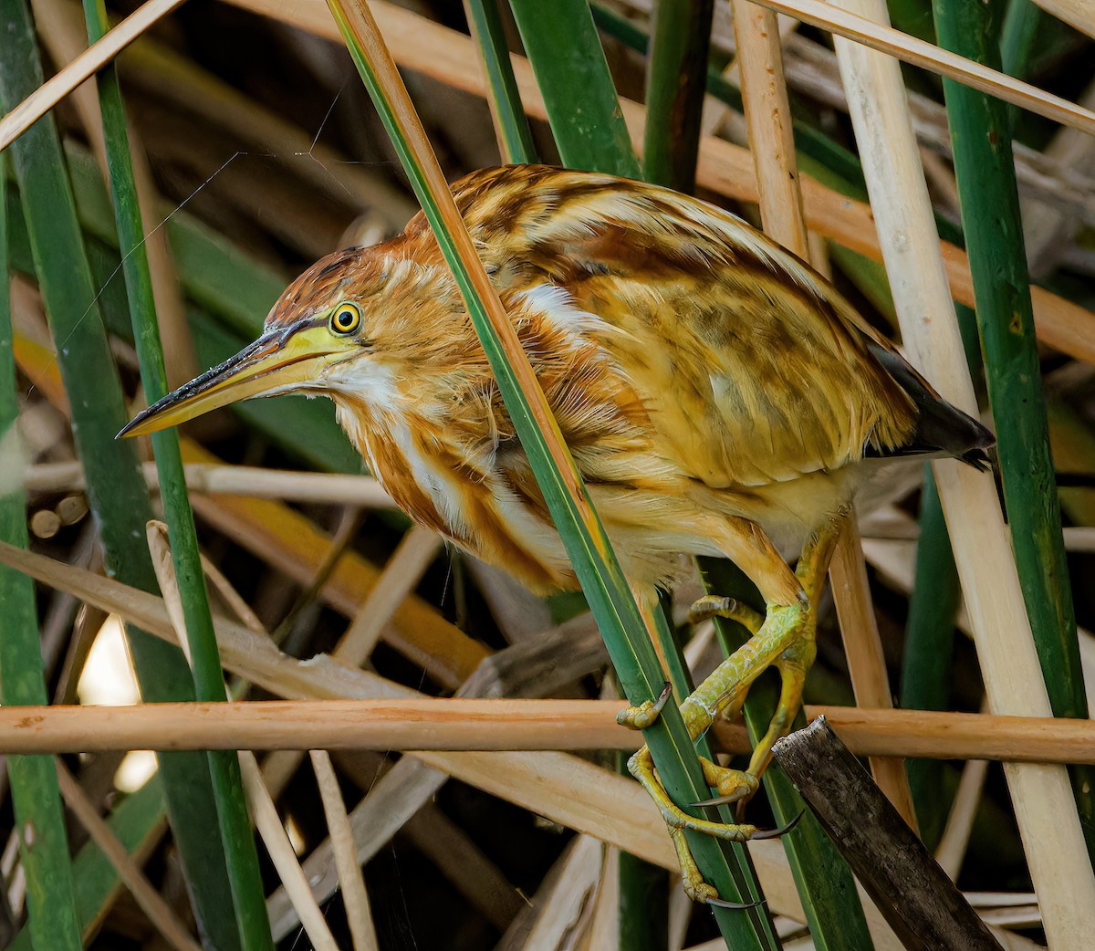 Yellow Bittern - ML650810661