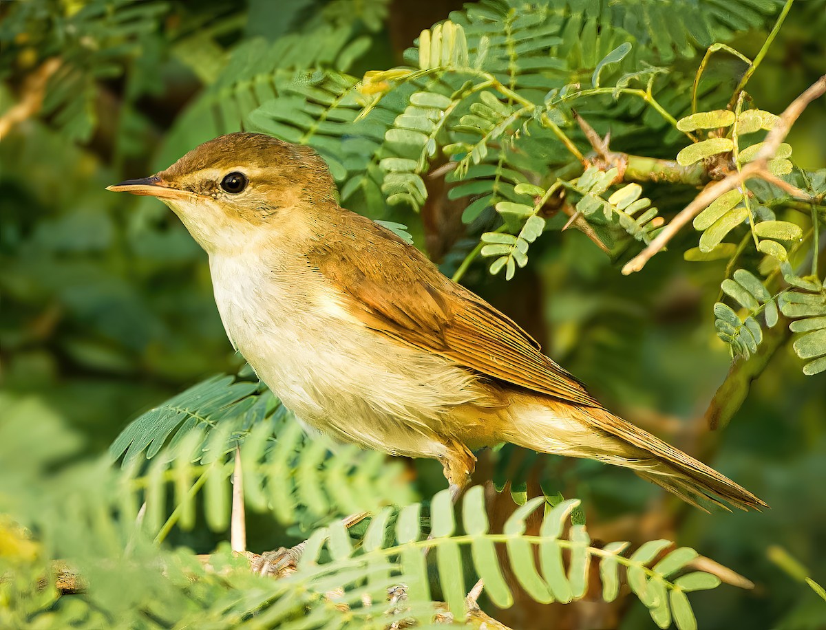 Blyth's Reed Warbler - ML650810670