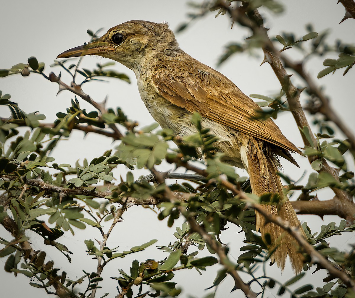 Clamorous Reed Warbler - ML650810682