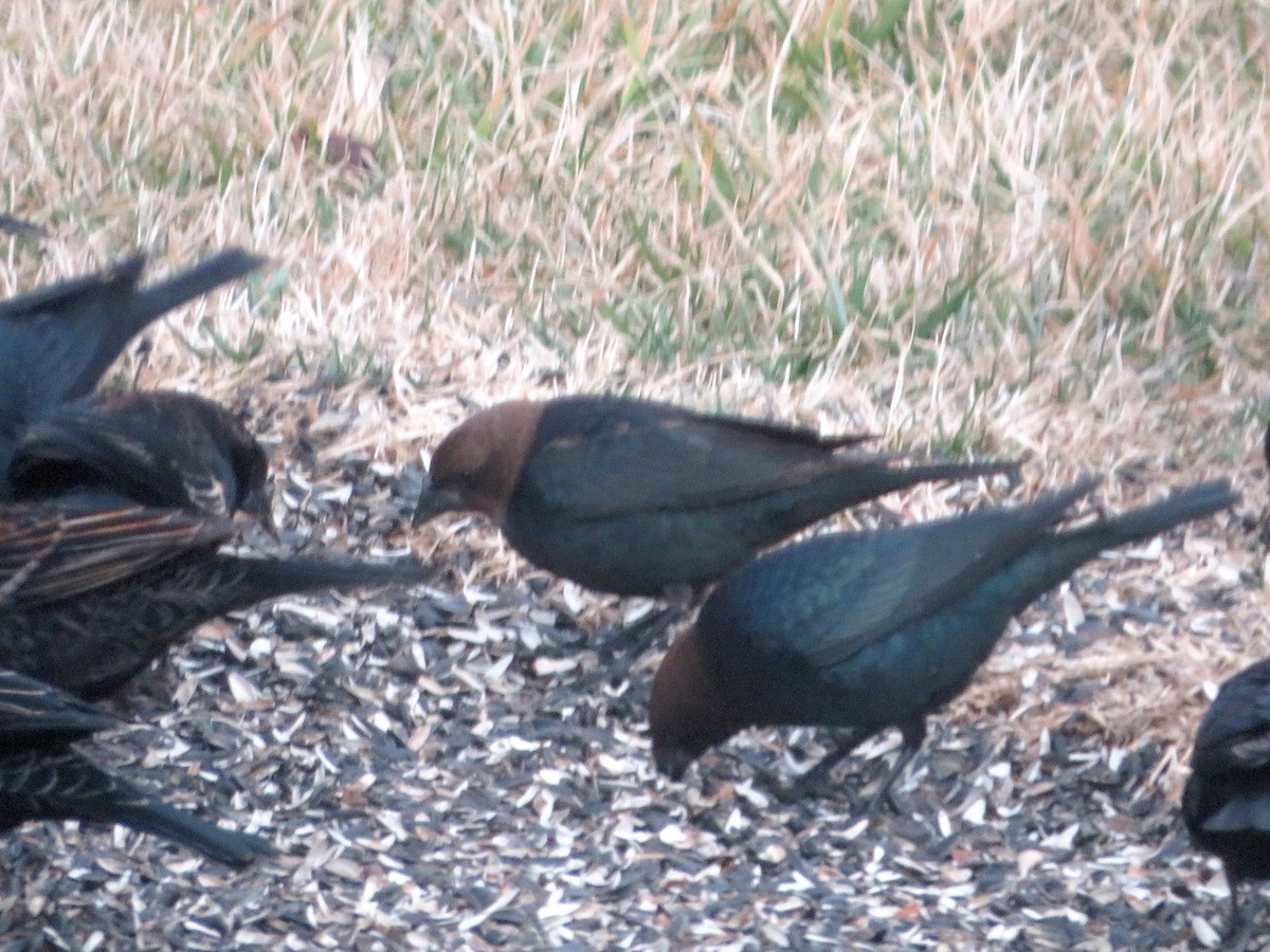 Brown-headed Cowbird - ML650810686