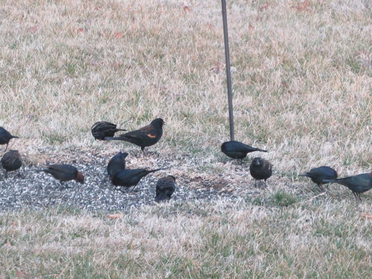 Brown-headed Cowbird - ML650810687