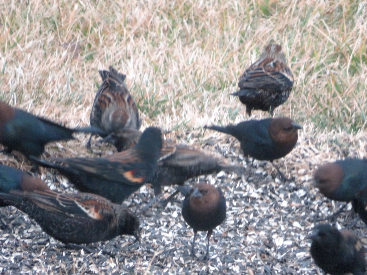 Brown-headed Cowbird - ML650810688