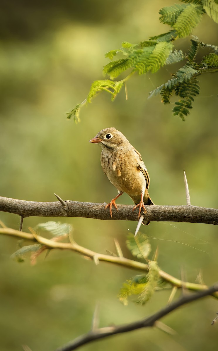 Gray-necked Bunting - ML650810697