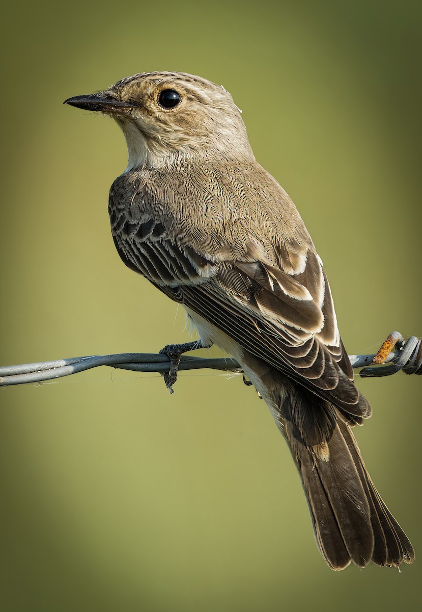 Spotted Flycatcher - ML650810747