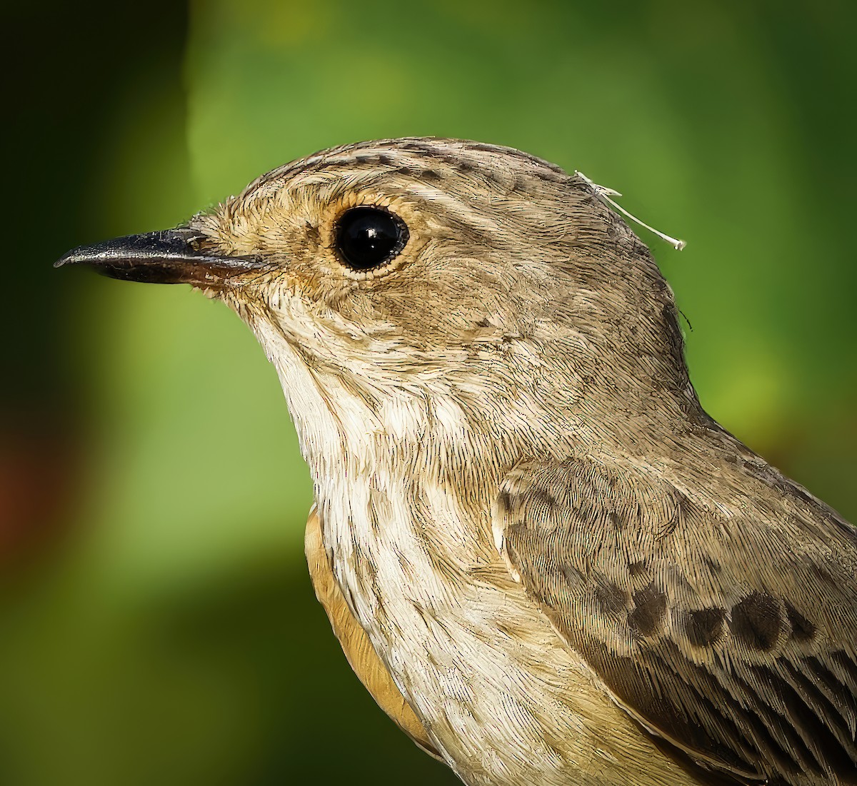 Spotted Flycatcher - ML650810750