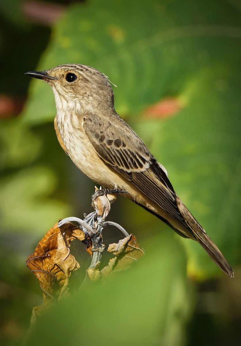 Spotted Flycatcher - ML650810751