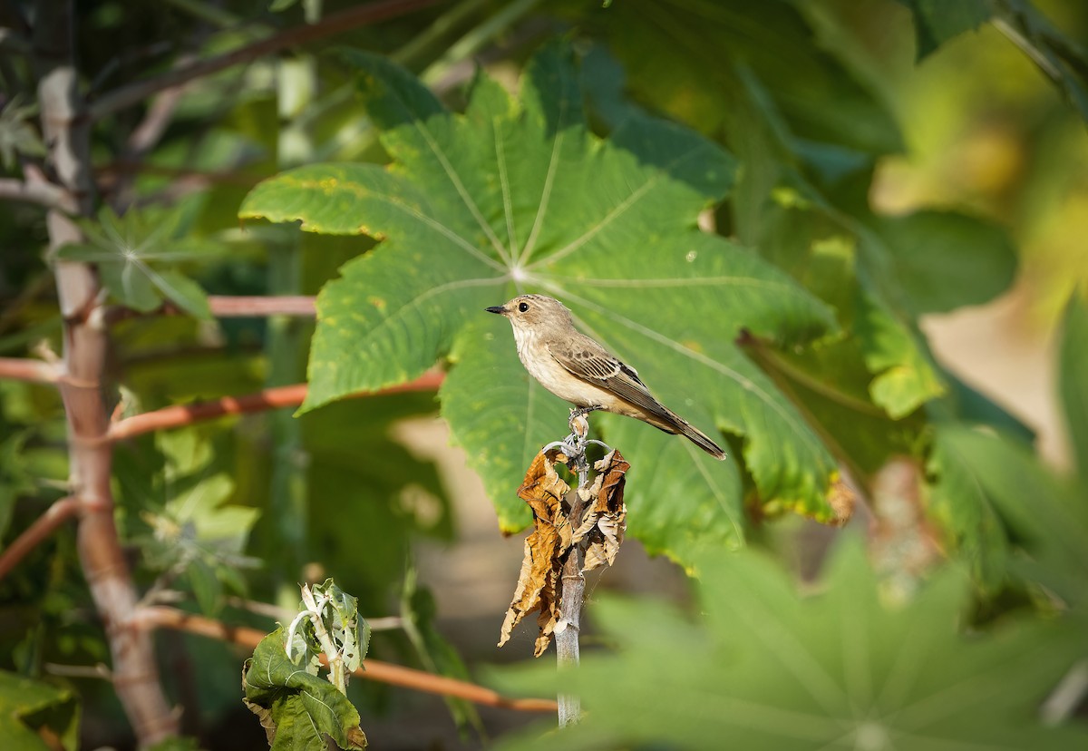 Spotted Flycatcher - ML650810752