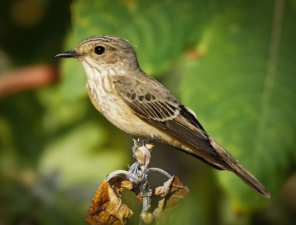 Spotted Flycatcher - ML650810753