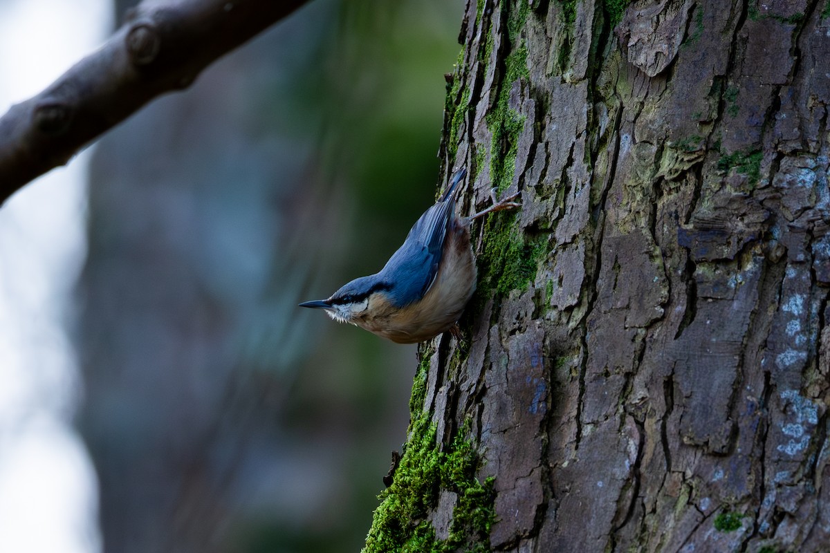 Garrapo eurasiarra - ML650811396