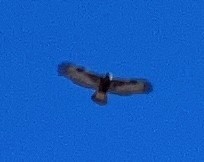 Poiana calzata - ML650811688