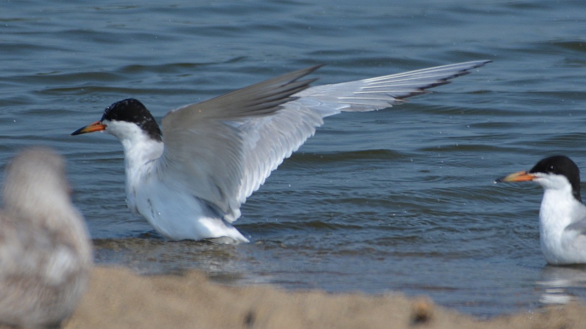 Forster's Tern - Carl Winstead