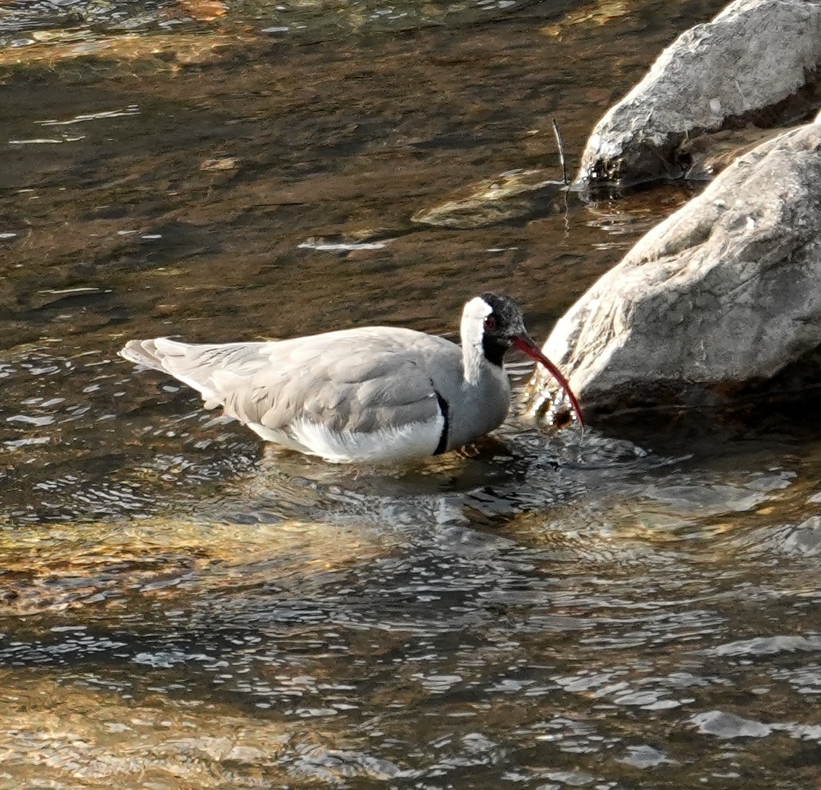 Ibisbill - ML650811824