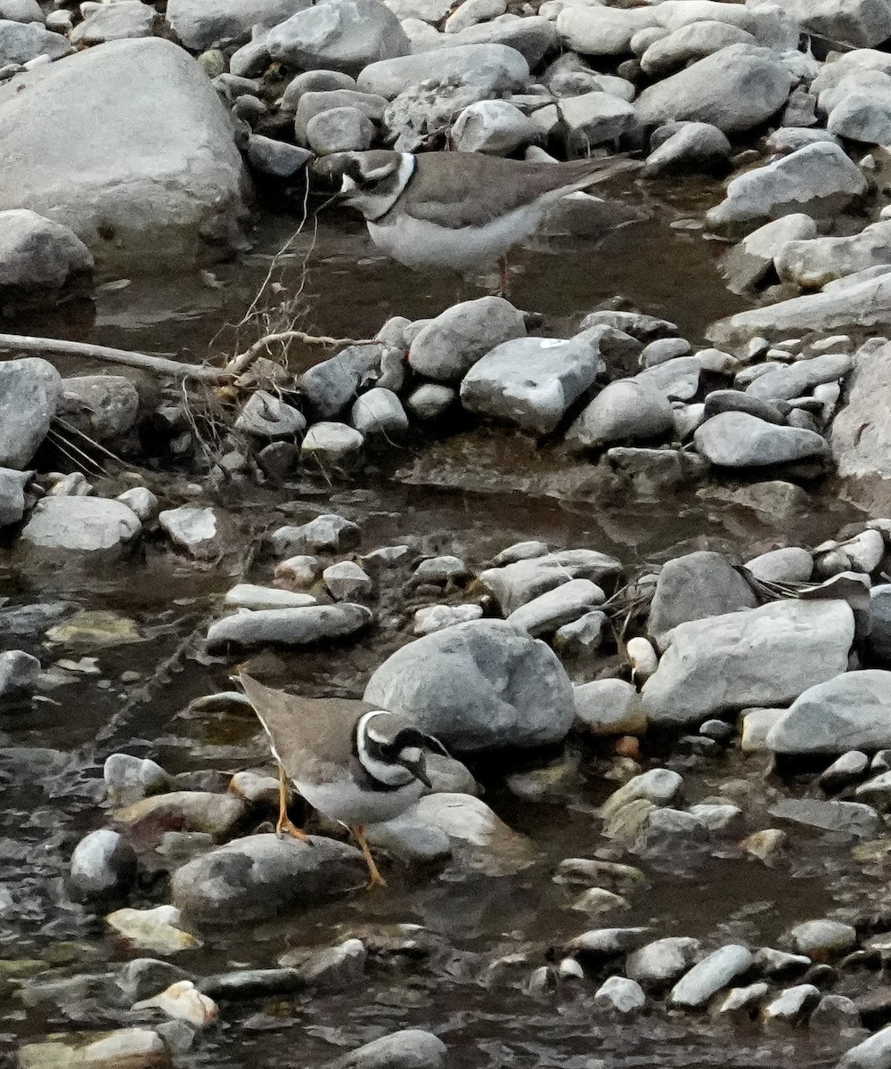 劍鴴 - ML650811833