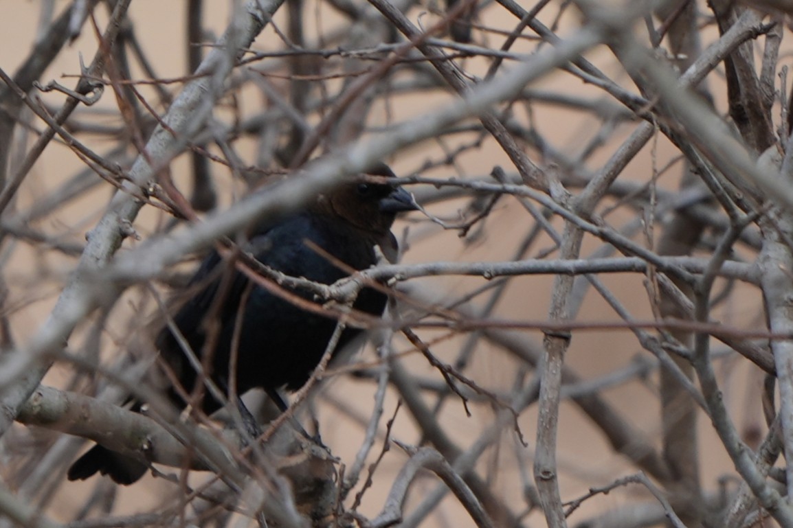 Brown-headed Cowbird - ML650811900