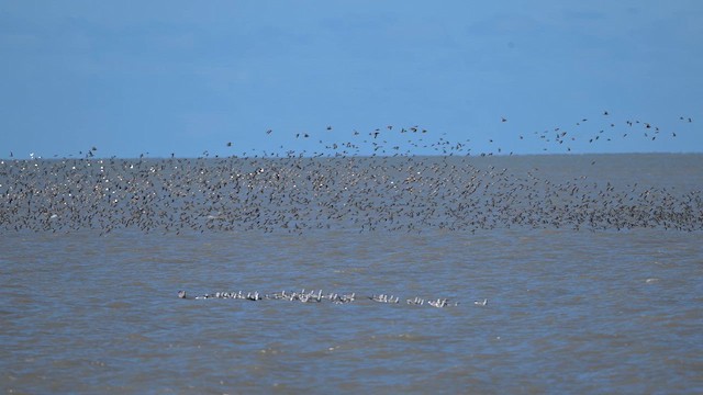 Малый песочник - ML650811945