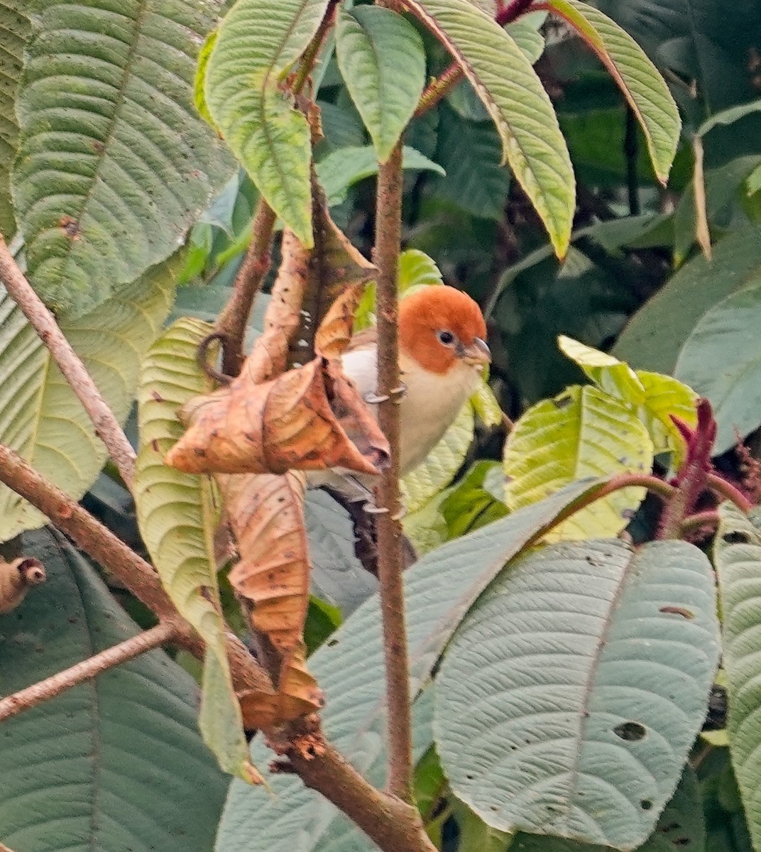 White-breasted Parrotbill - ML650812231