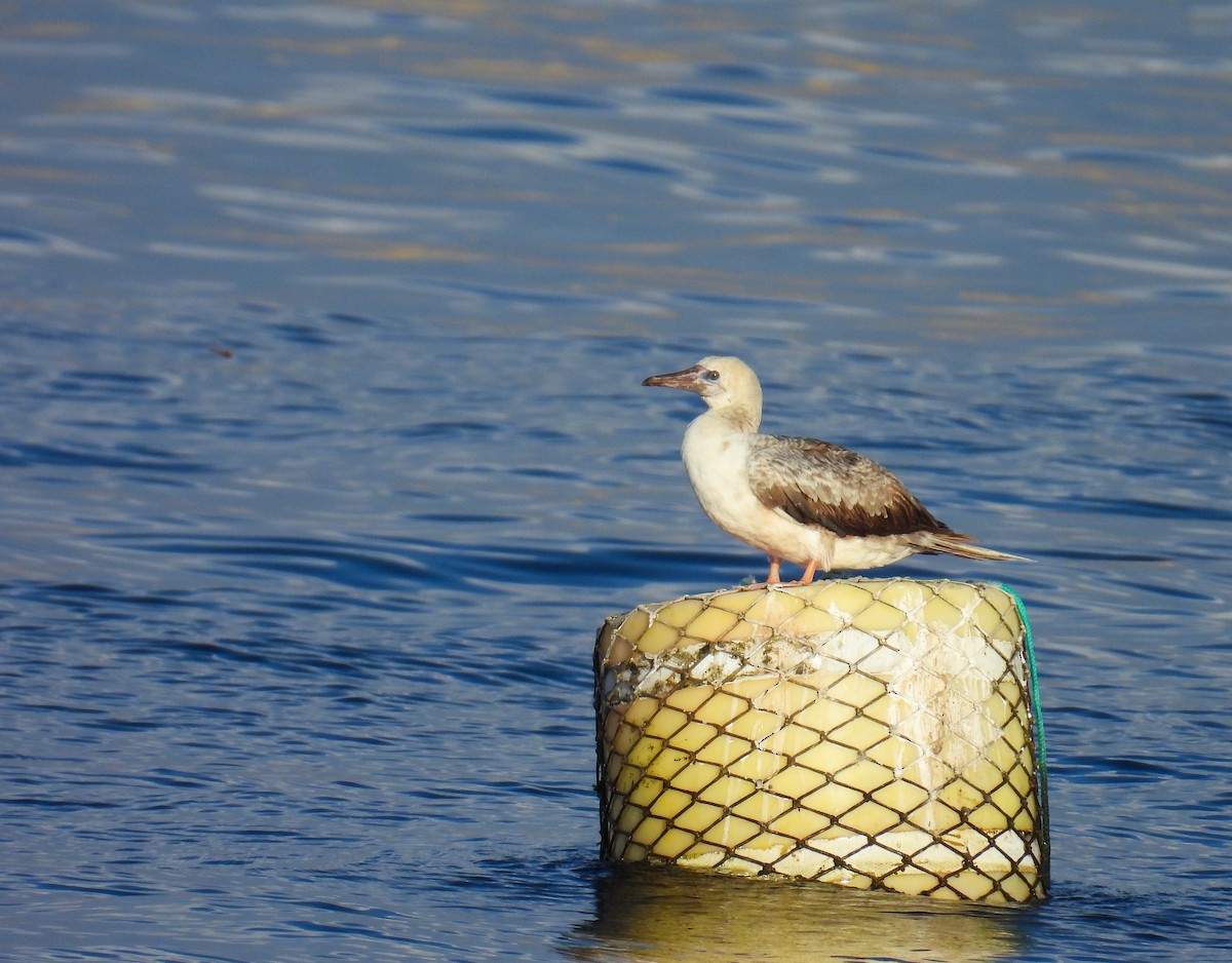 アカアシカツオドリ - ML650812341