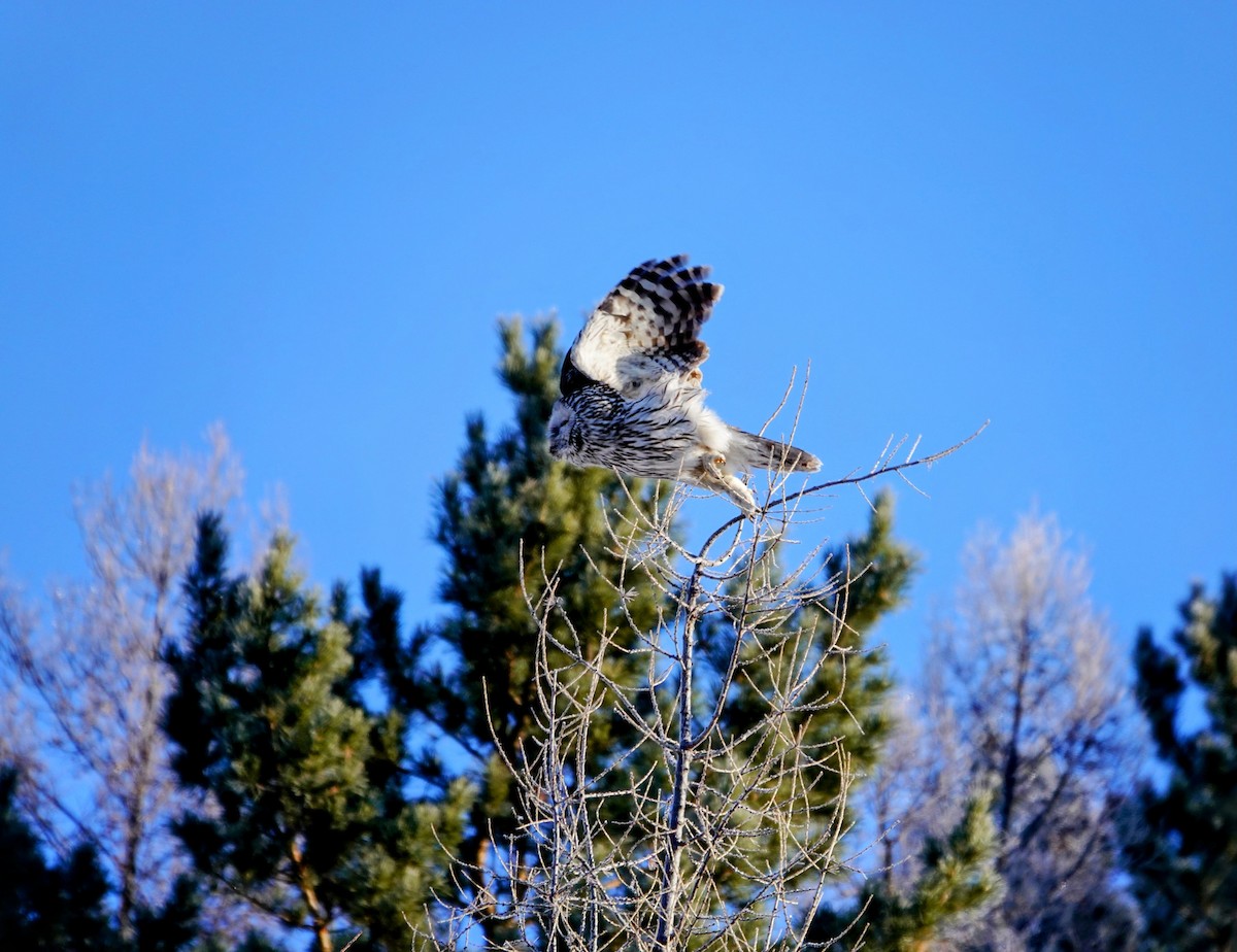 Ural Owl (Ural) - ML650812655