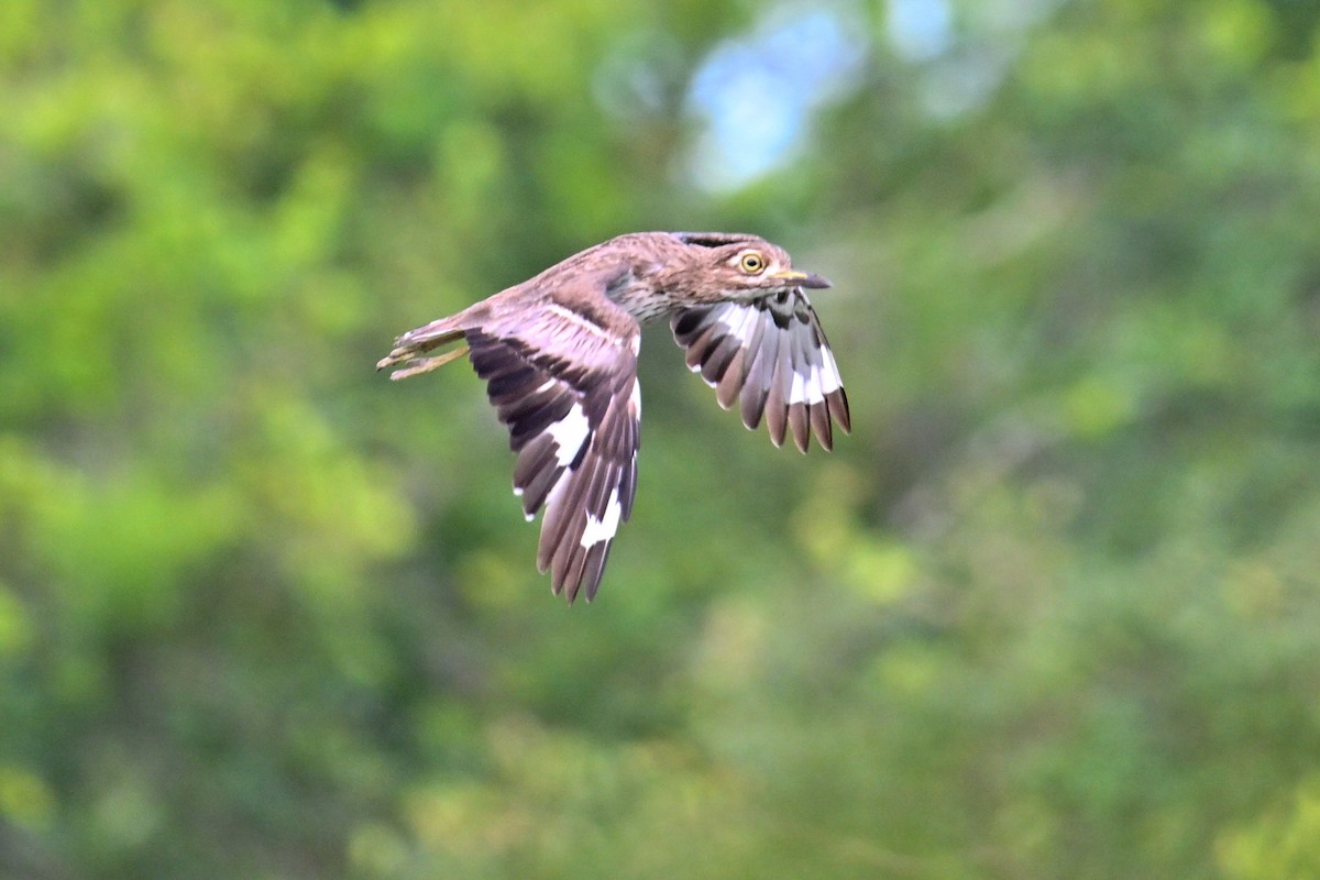 ミズベイシチドリ - ML650813191