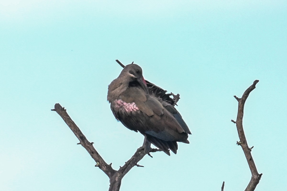 ハダダトキ - ML650813248