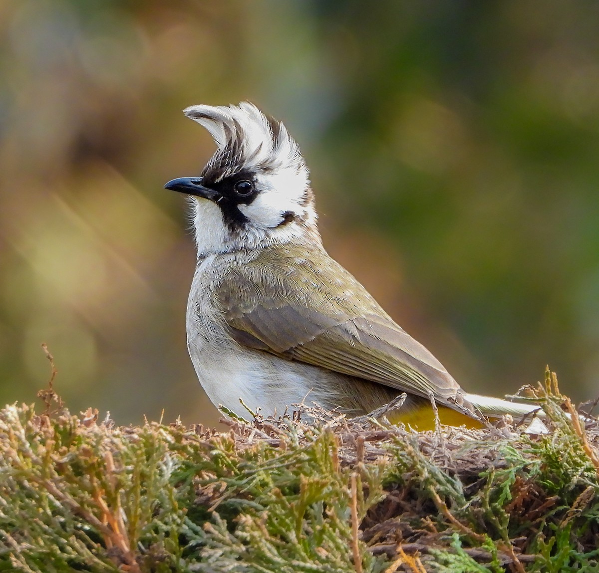 Himalayan Bulbul - Ansar Ahmad