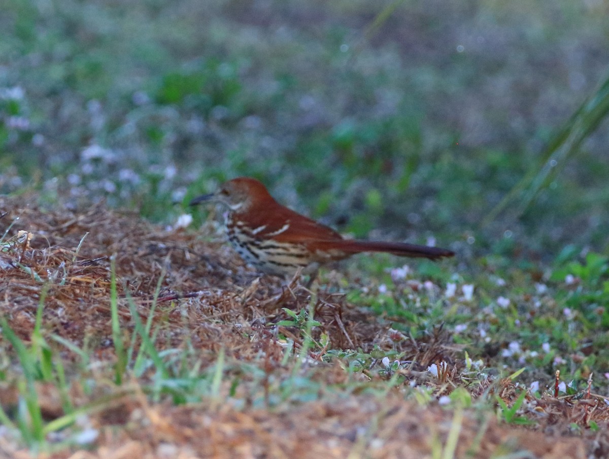 Brown Thrasher - ML650813434