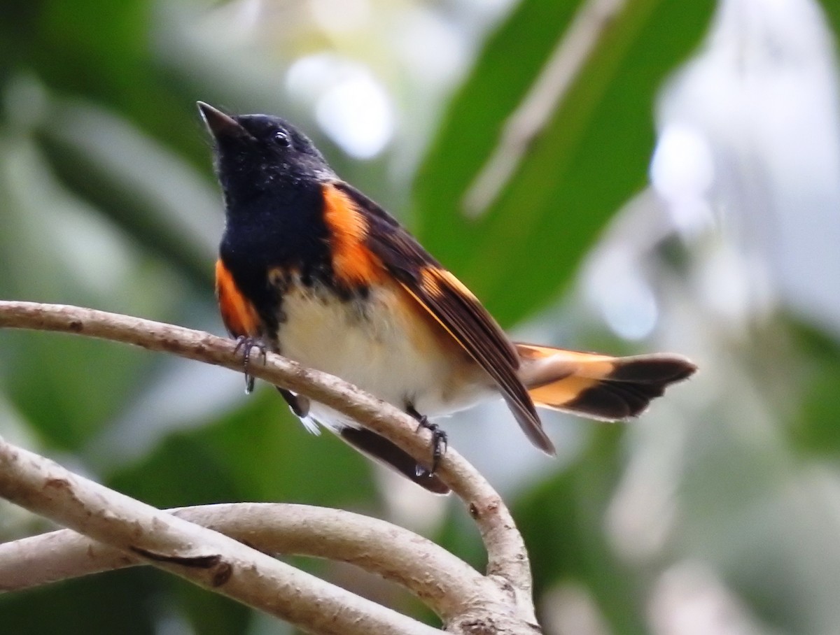 American Redstart - ML650813503