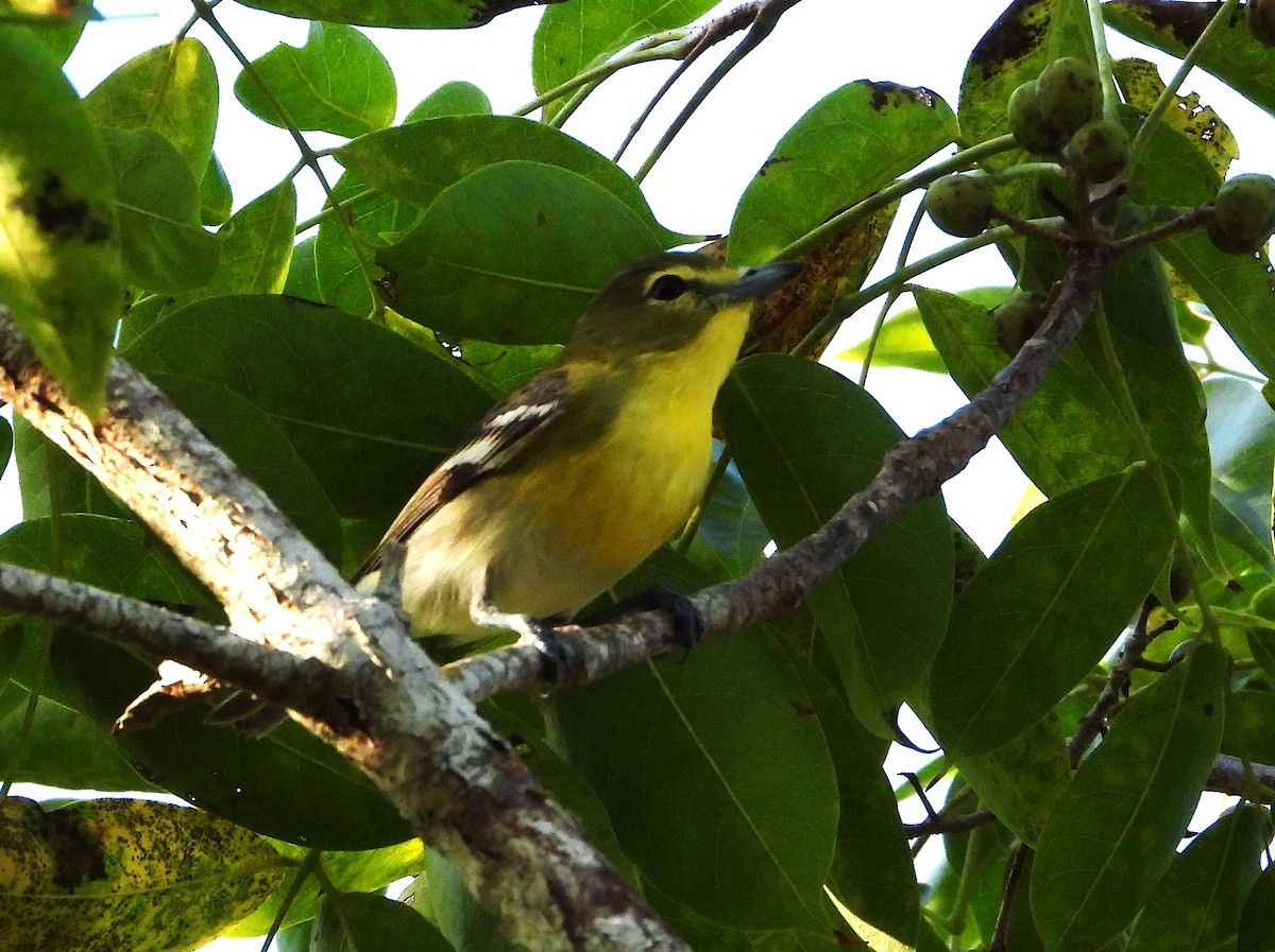 Yellow-throated Vireo - ML650813526