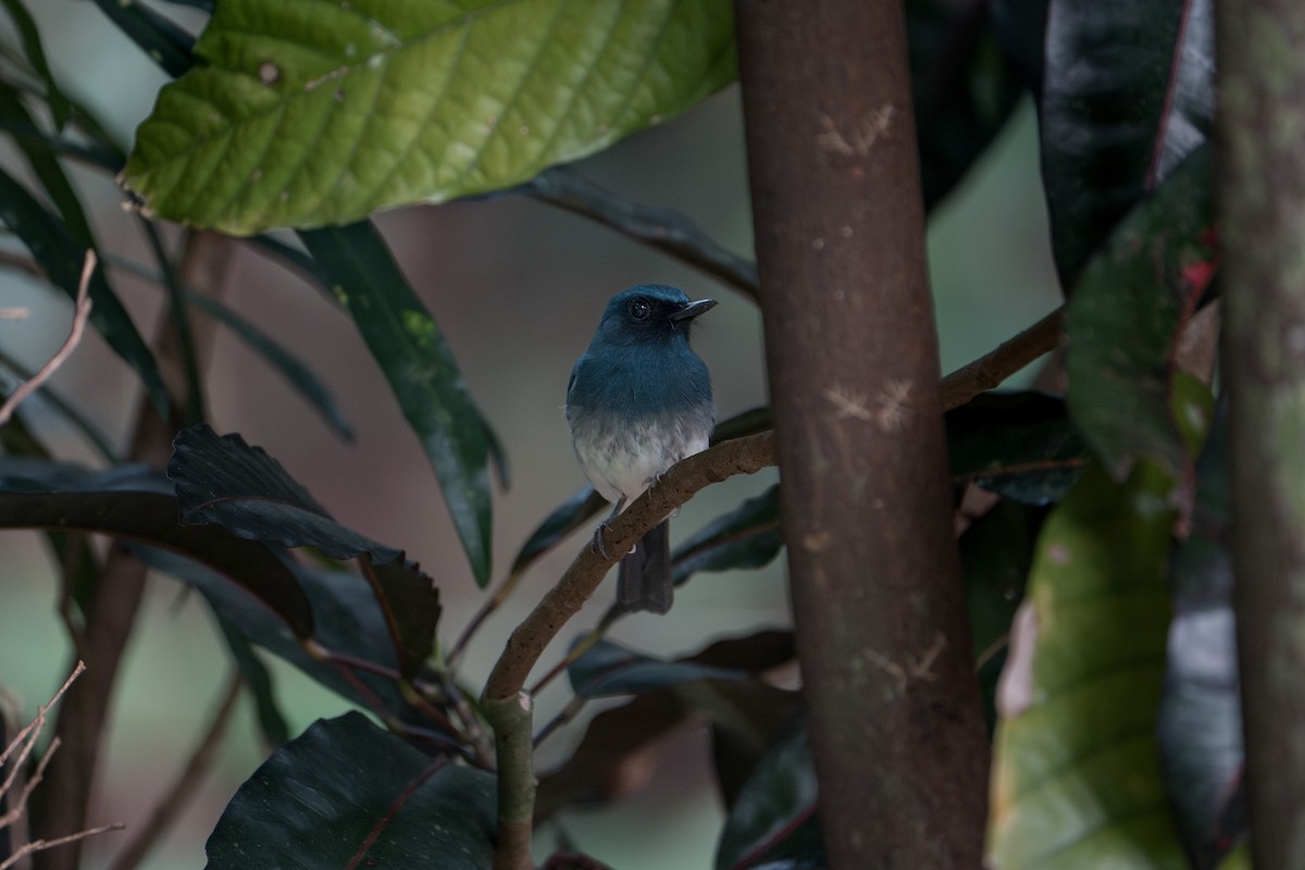 Белобрюхая нильтава - ML650813589