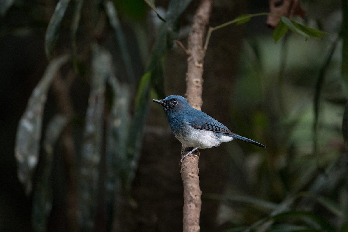 Белобрюхая нильтава - ML650813591