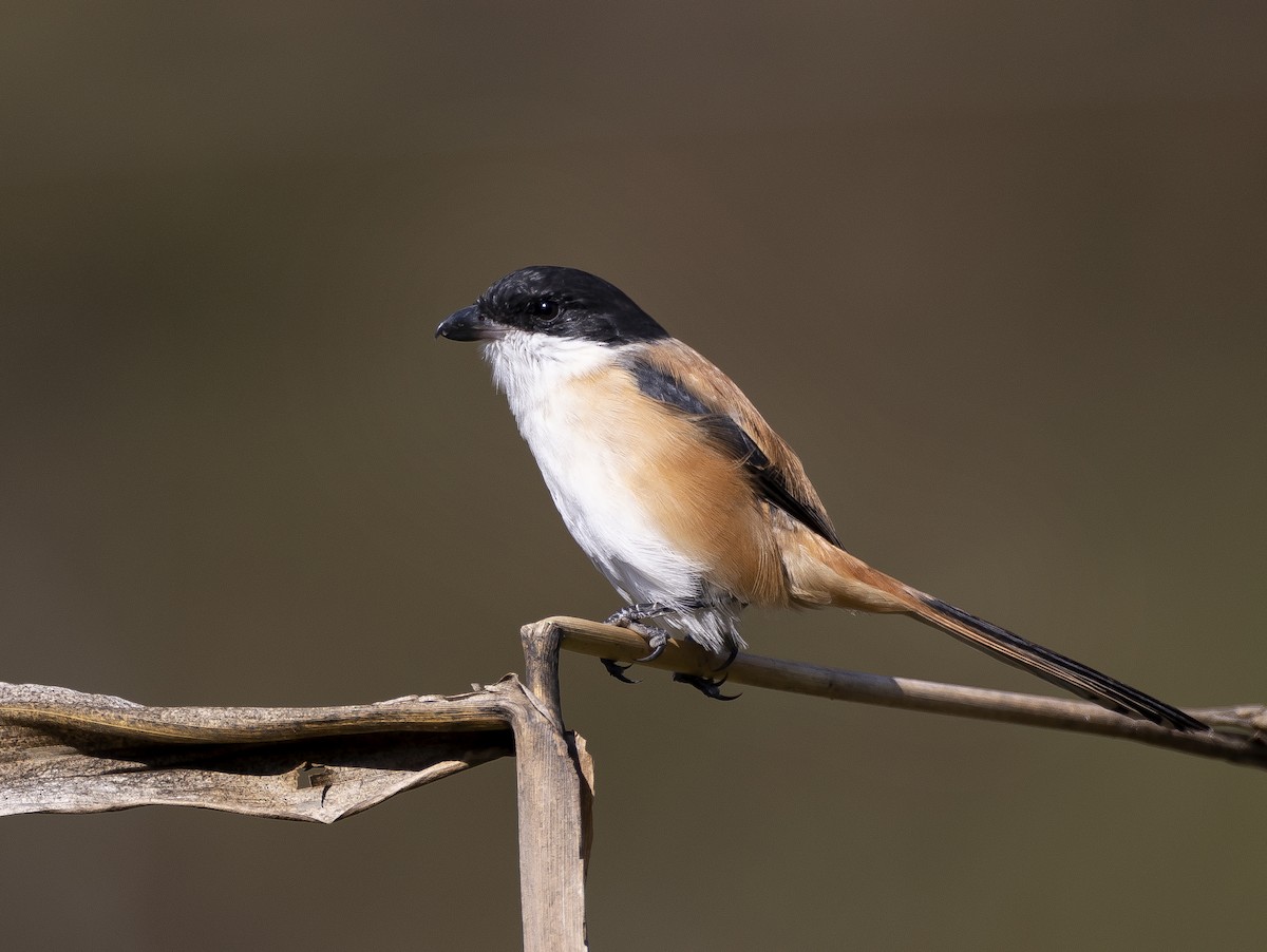 棕背伯勞 - ML650813594