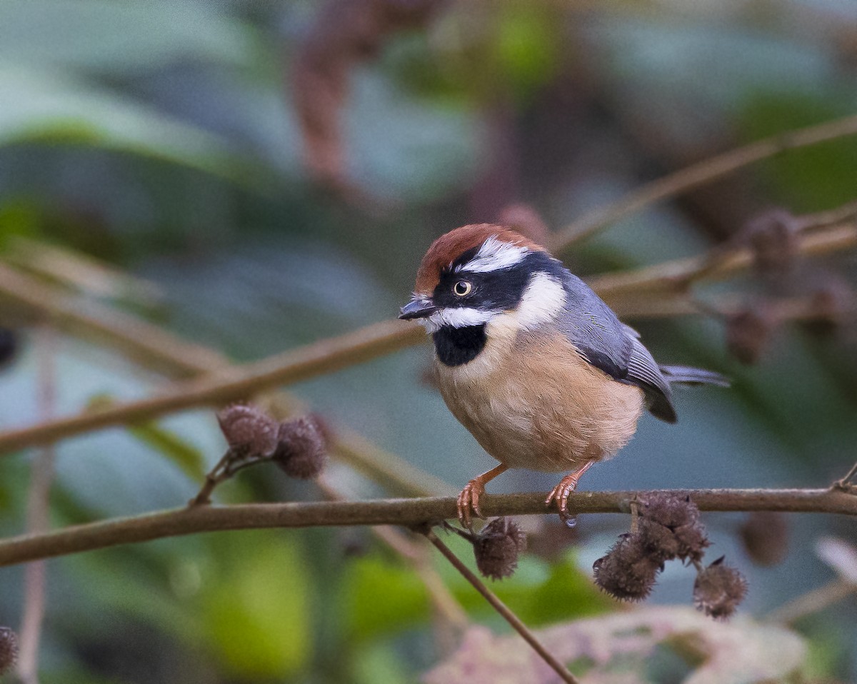 紅頭山雀 - ML650813605