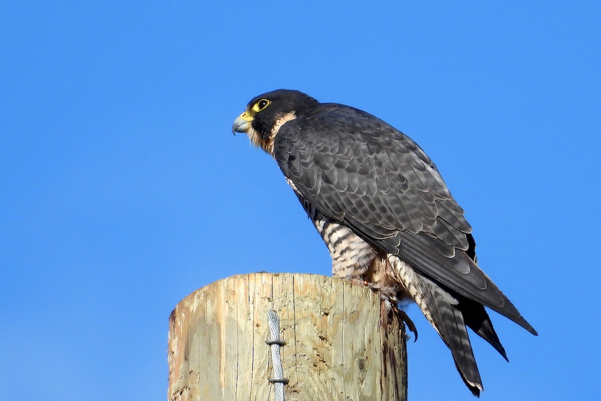 Сапсан - ML650813607