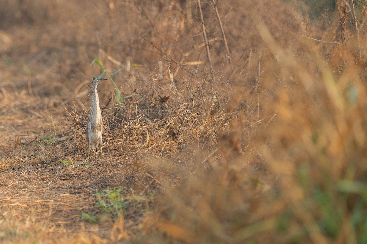 Javan Pond-Heron - ML650813634