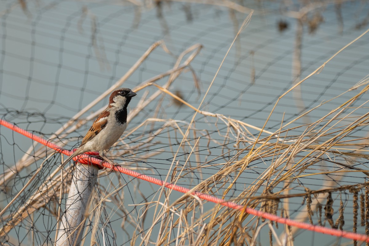 House Sparrow - ML650813648