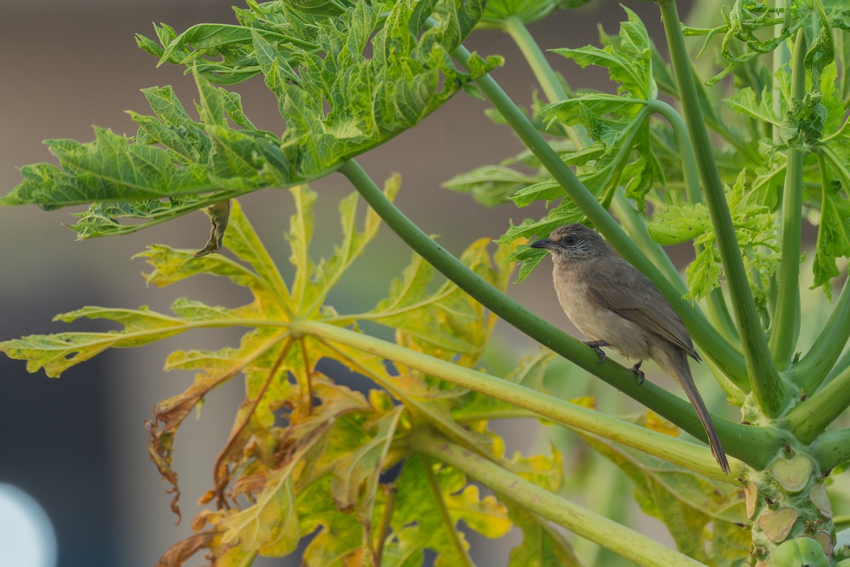 Streak-eared Bulbul - ML650813674