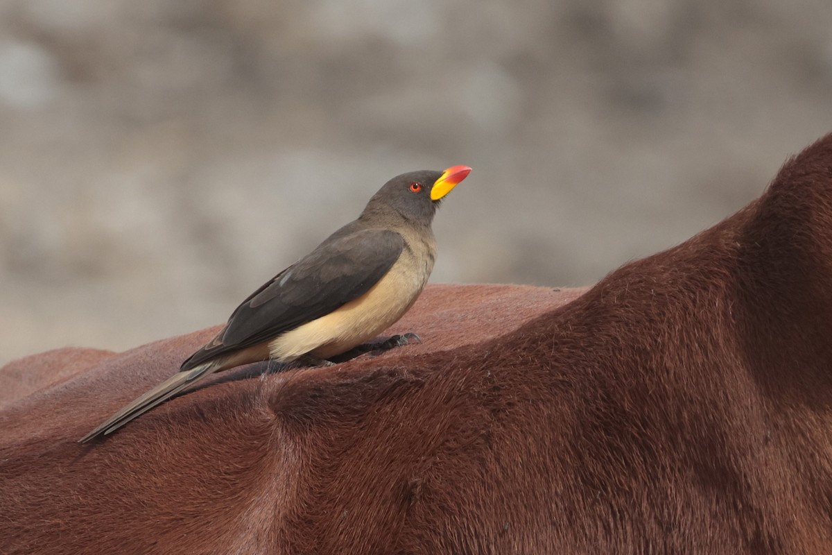 Yellow-billed Oxpecker - ML650813720