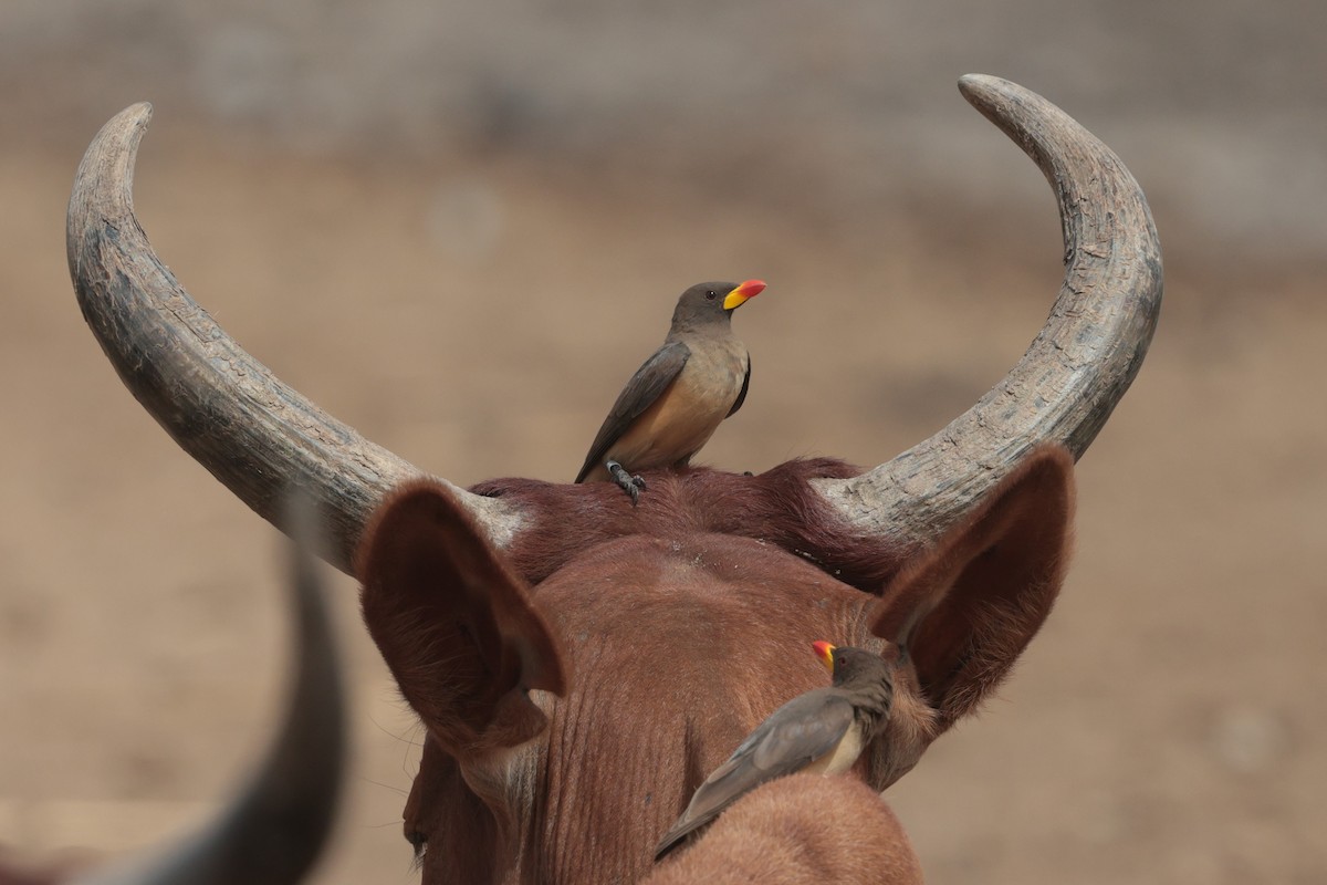 Yellow-billed Oxpecker - ML650813721