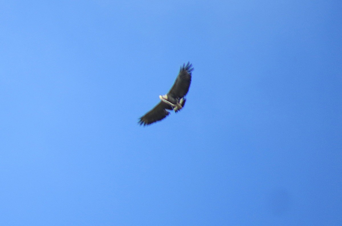 káně korunkatá - ML650813823