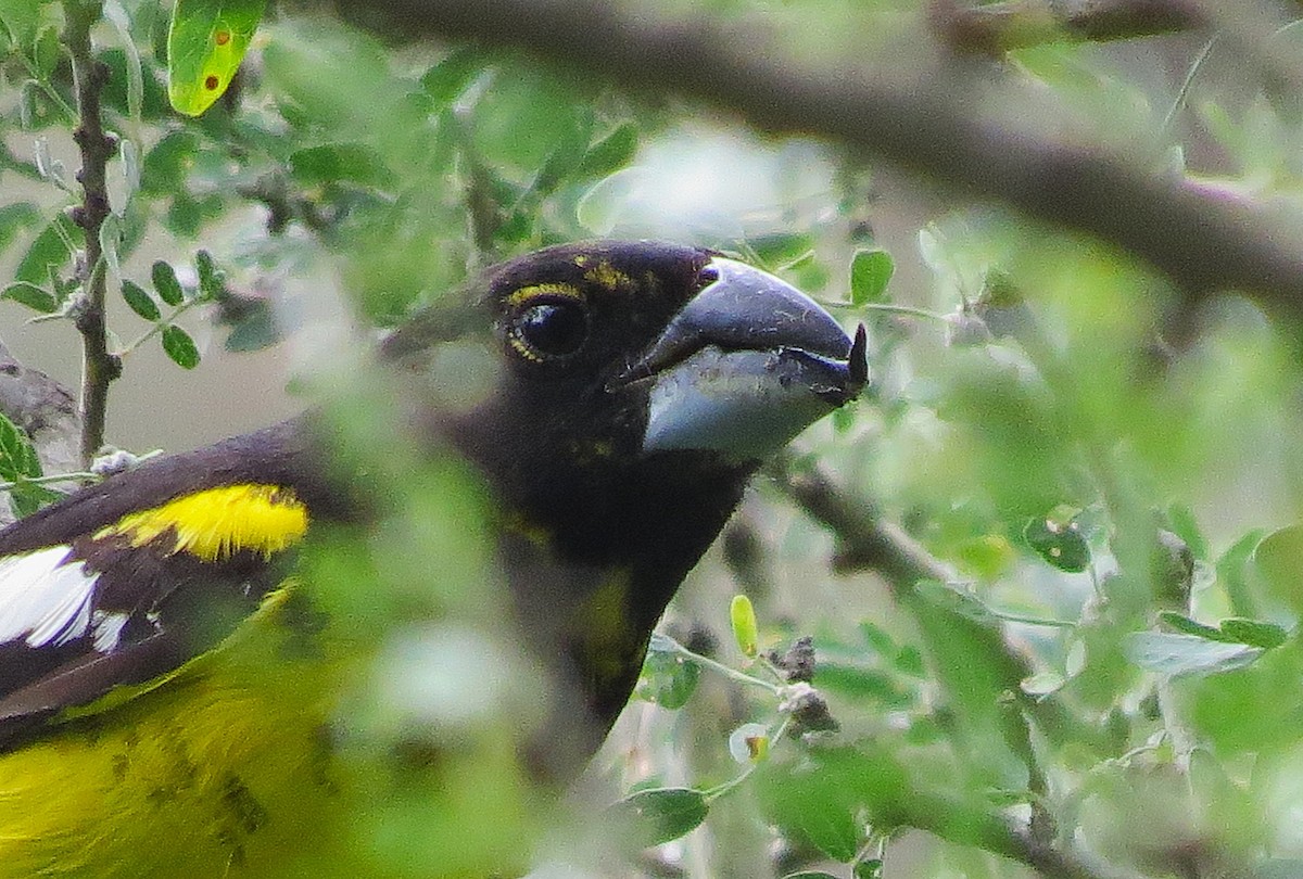 Black-backed Grosbeak - ML650813849